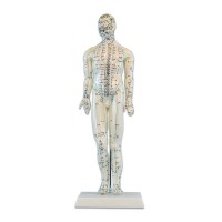 Anatomisches Modell des männlichen menschlichen Körpers 46 cm: 361 Akupunkturpunkte und 80 neugierige Punkte